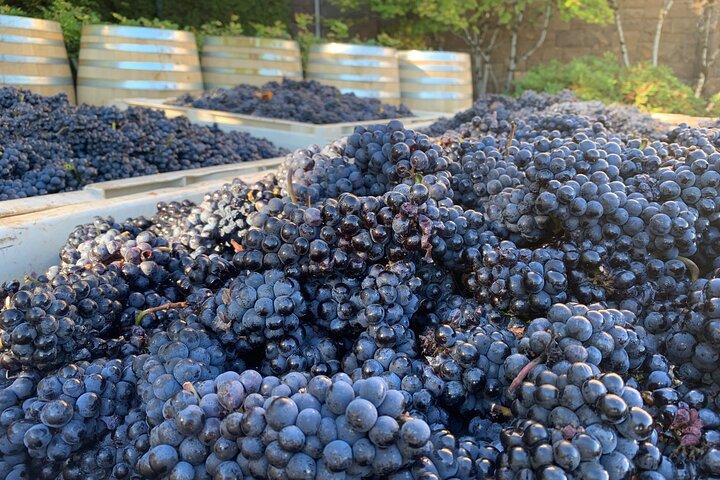 Willamette Wine Tour from McMinnville